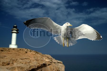 dettaglio immagine LOCR01062