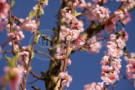 dettaglio immagine IMG_3948_2