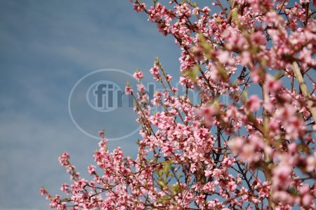 dettaglio immagine IMG_3952