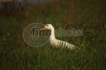 dettaglio immagine IMG_3980