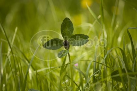 dettaglio immagine IMG_4301_mod