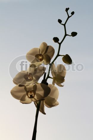 dettaglio immagine IMG_4628