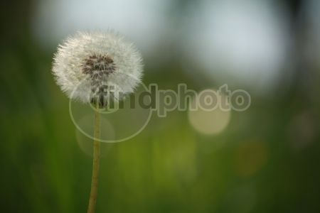 dettaglio immagine IMG_4288