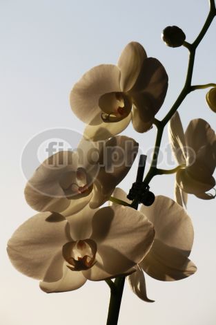 dettaglio immagine IMG_4636