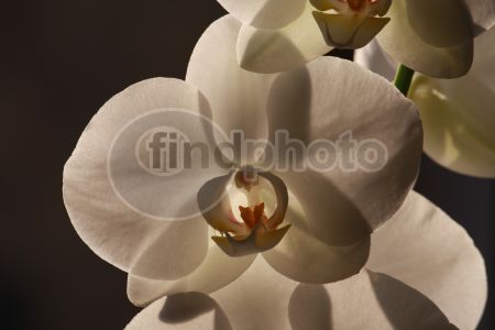 dettaglio immagine IMG_4640