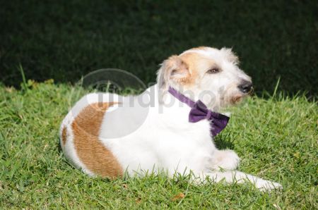 dettaglio immagine DSC_4580