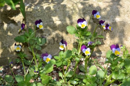 dettaglio immagine DSC_0482