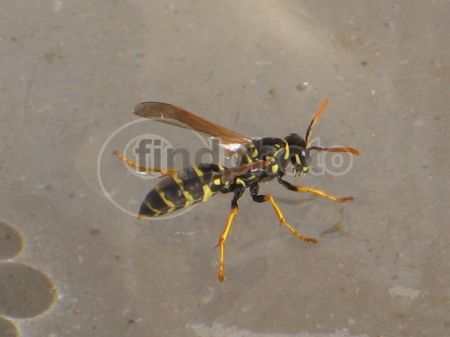 dettaglio immagine IMG_4040