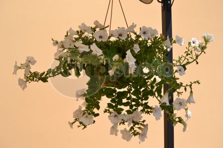 dettaglio immagine DSC_0435