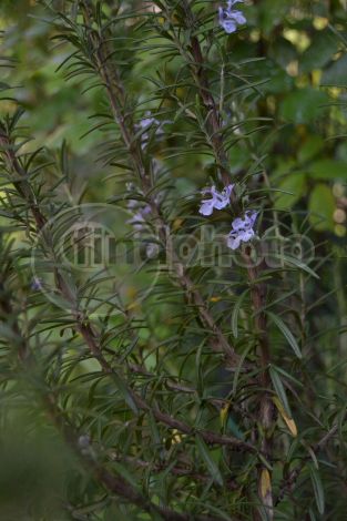 dettaglio immagine DSC_0440