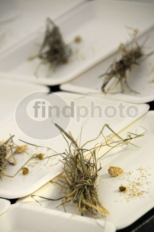 dettaglio immagine DSC_6460