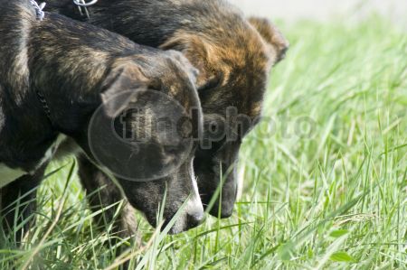 dettaglio immagine DSC_0796