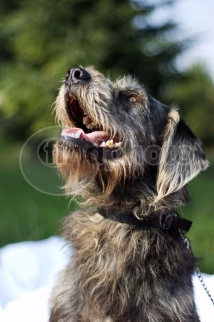 dettaglio immagine DSC_0840