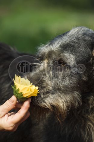 dettaglio immagine DSC_0846