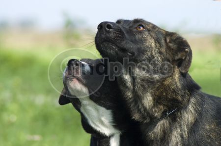 dettaglio immagine DSC_0788