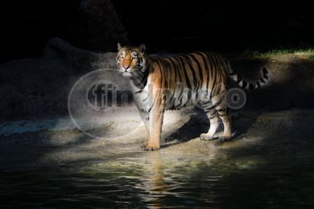 dettaglio immagine 11072011-parco natura viva-122