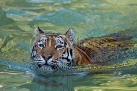 dettaglio immagine 11072011-parco natura viva-130