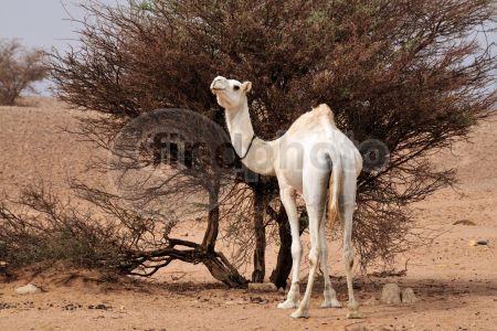 dettaglio immagine DSC_4622 Dromedario albino fra Zaouatallaz e Tin Taghirt (Algeria)