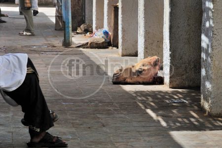 dettaglio immagine DSC_4333 Macello pubblico a Djanet (Algeria)