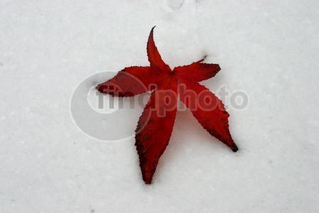 dettaglio immagine Foglia