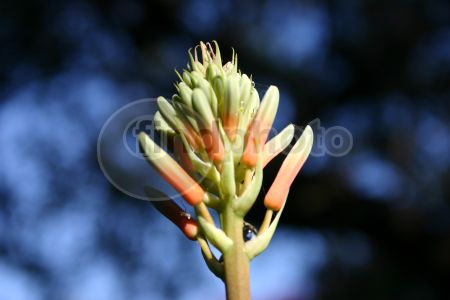 dettaglio immagine Aloe vera