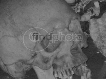 dettaglio immagine Teschio