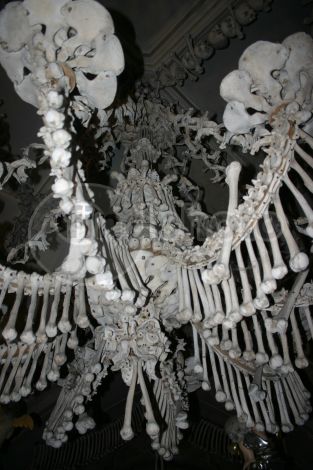 dettaglio immagine Ossa